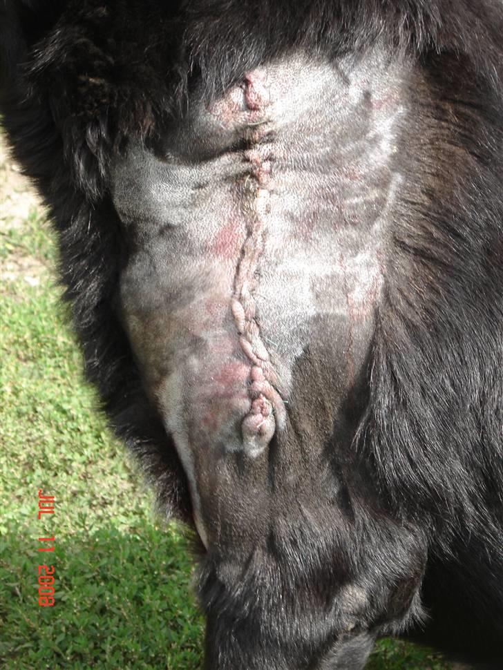 Tjeckos fedtknude som er blevet opperered væk - d 11 Juli 2008 billede 11