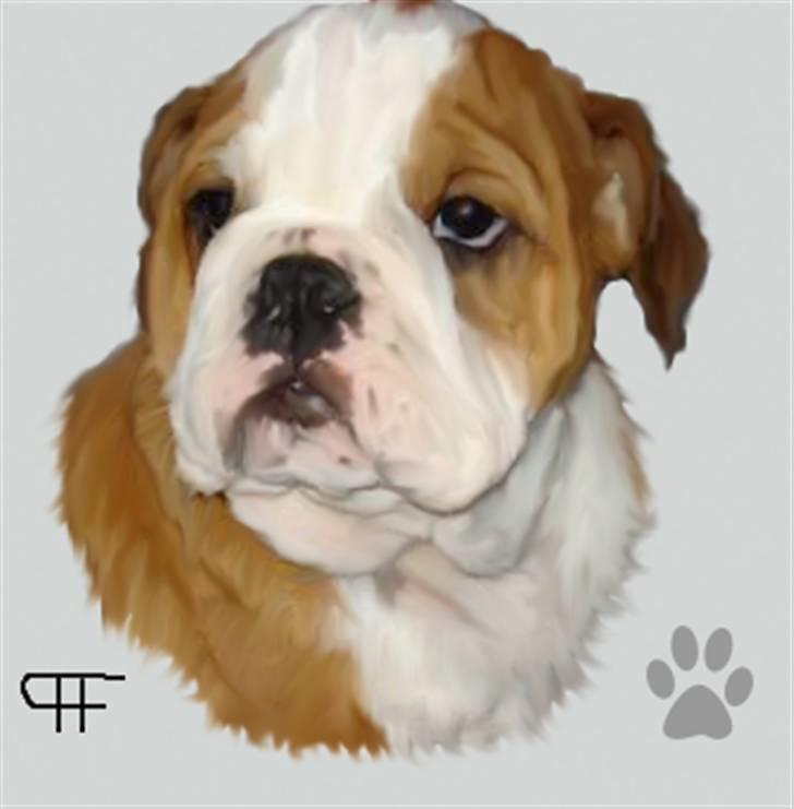 Tegninger af andres hunde - Engelsk bulldog bella. billede 68