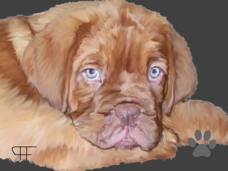 Tegninger af andres hunde - Dogue de bordeaux Julius. billede 70