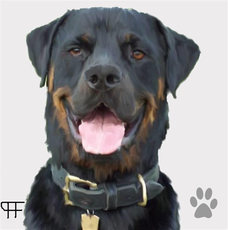 Tegninger af andres hunde - Rottweiler Samson. billede 72
