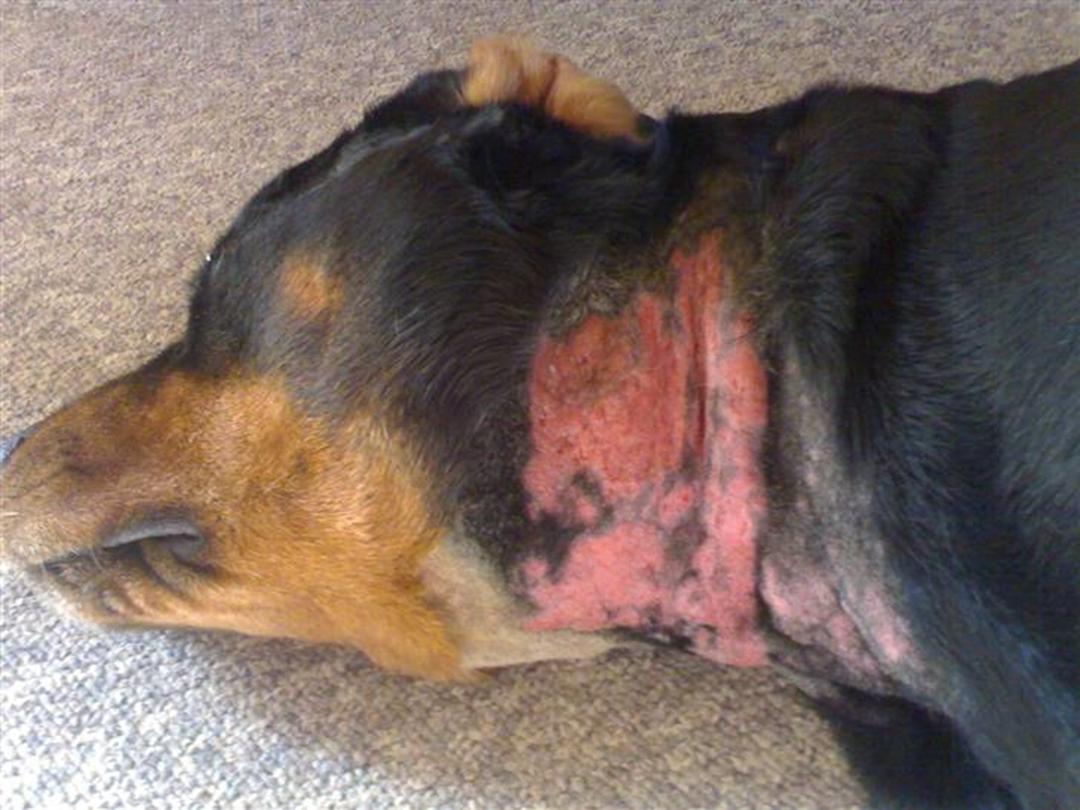 Rottweiler hot outlet spots