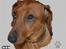 Tegninger af andres hunde - Z  Gravhund Ami .