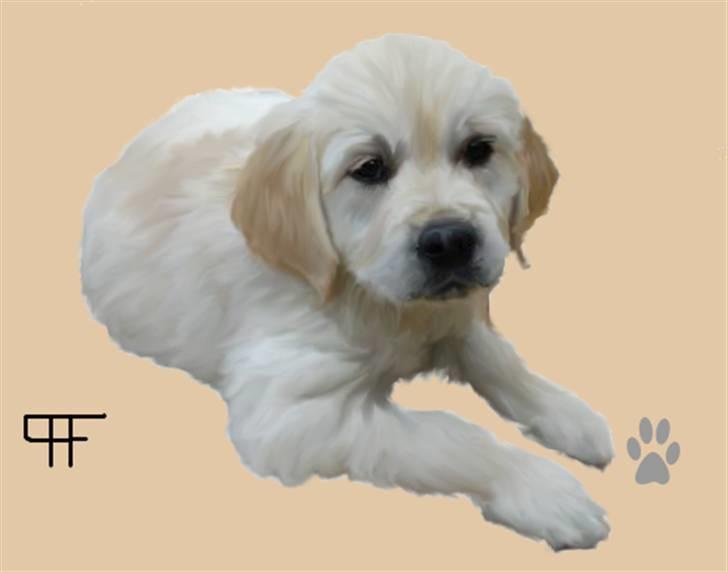 Tegninger af andres hunde - Golden retriever Cajsa. billede 73