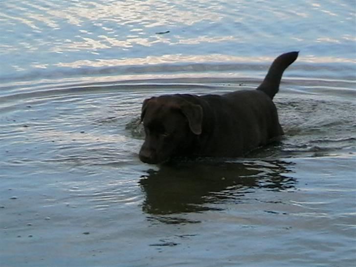 Tjeko ved Reersnæs strand - Hov hvad var det?
13/7-2008 billede 3