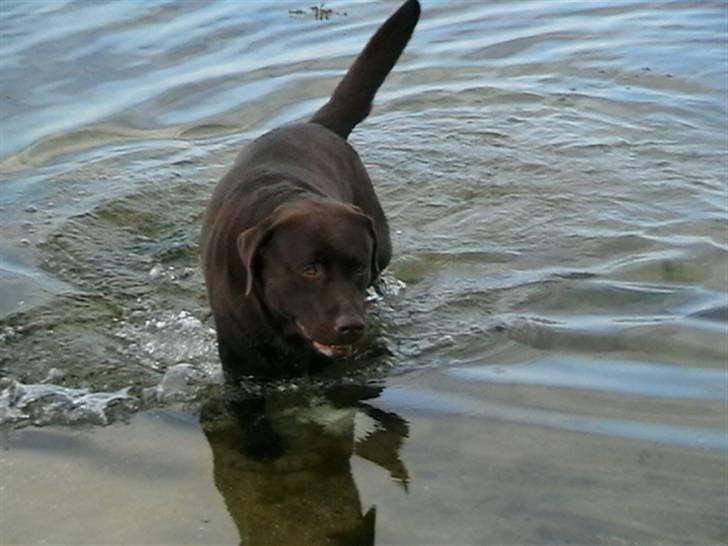 Tjeko ved Reersnæs strand - 13/7-2008 billede 4