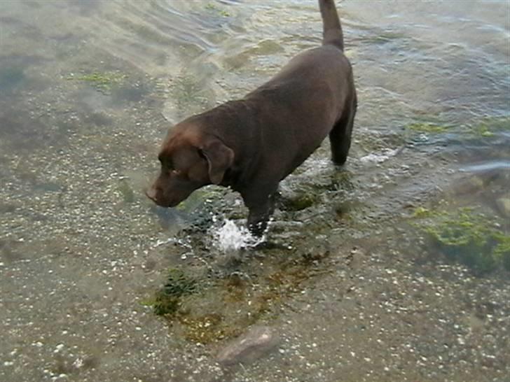 Tjeko ved Reersnæs strand - 13/7-2008 billede 5