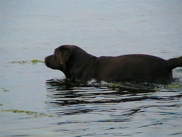 Tjeko ved Reersnæs strand - Først den ene vej...
13/7-2008 billede 6