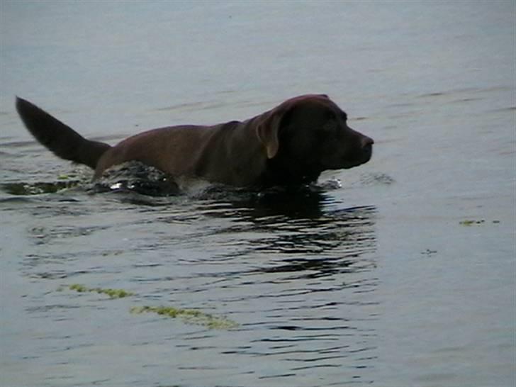 Tjeko ved Reersnæs strand - Og så den anden vej...
13/7-2008 billede 7