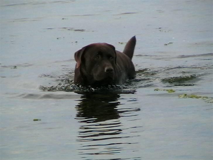 Tjeko ved Reersnæs strand - Så er det nok på tide at komme op igen...
13/7-2008 billede 8