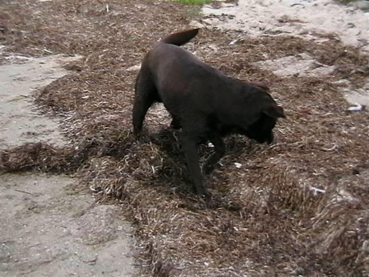 Tjeko ved Reersnæs strand - Der er ikke noget bedre end en god rulle tur, når man lige har været i vandet...
13/7-2008 billede 9