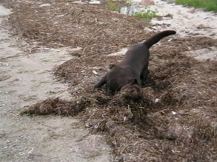 Tjeko ved Reersnæs strand - Dejligt...
13/7-2008 billede 10