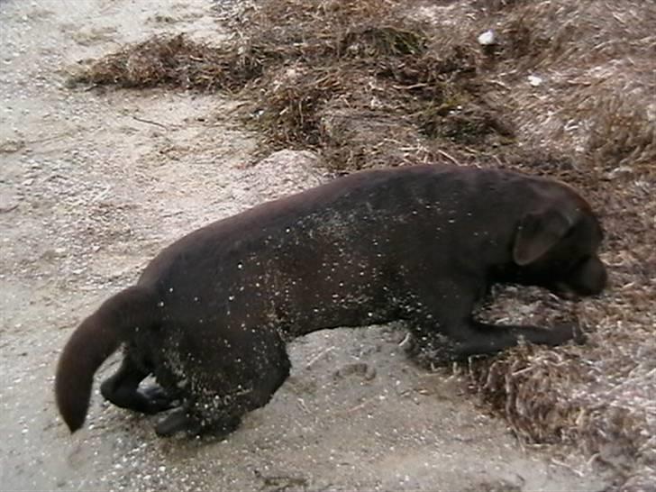 Tjeko ved Reersnæs strand - Op igen....
13/7-2008 billede 11