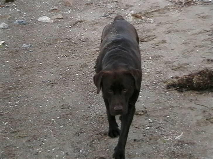 Tjeko ved Reersnæs strand - Så er jeg klar til at køre..
13/7-2008 billede 12