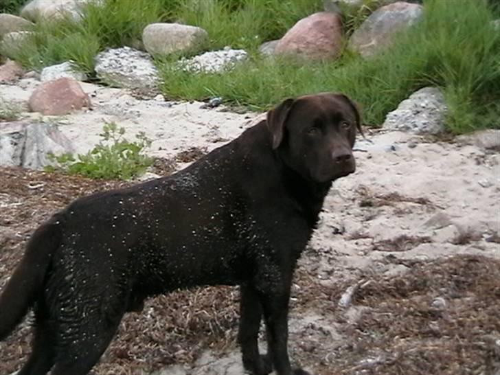 Tjeko ved Reersnæs strand - Sagde du noget??
13/7-2008 billede 13