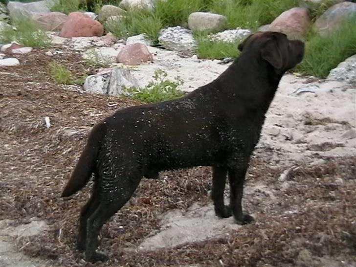 Tjeko ved Reersnæs strand - Jeg kan altså godt se, den store bil her fra....
13/7-2008 billede 14
