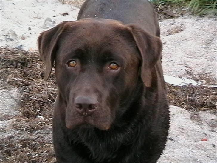 Tjeko ved Reersnæs strand - Sagde du at vi skal ud og køre bil nu...??
13/7-2008 billede 15