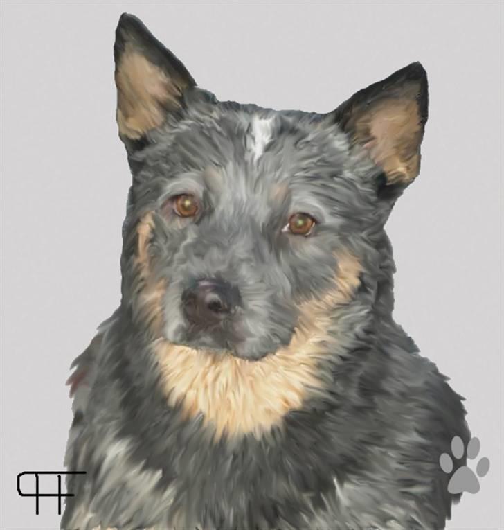Tegninger af andres hunde - Australsk cattledog Aida. billede 75