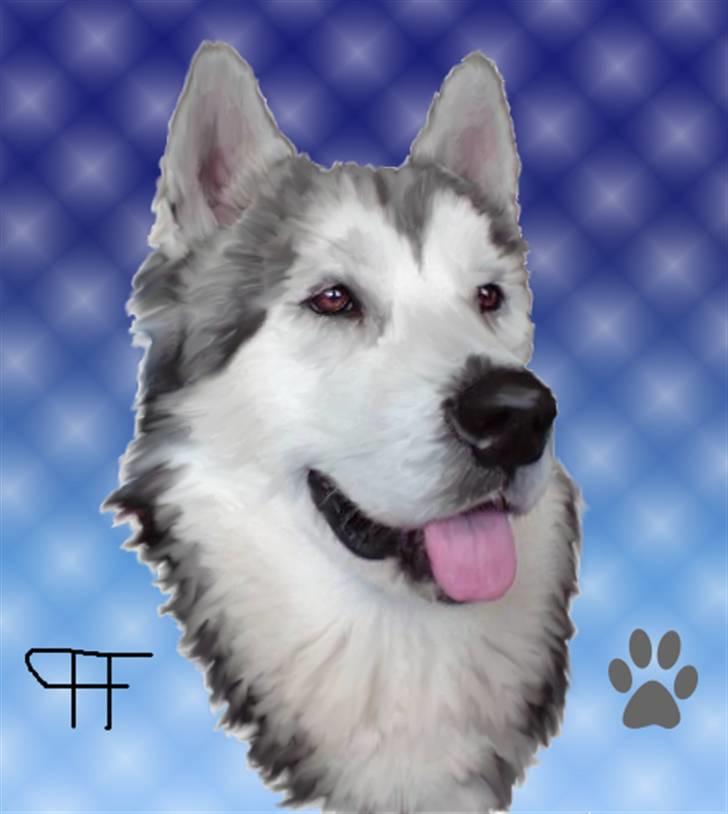 Tegninger af andres hunde - Alaskan malamute Alaskan-Beauty Kaizer. billede 77