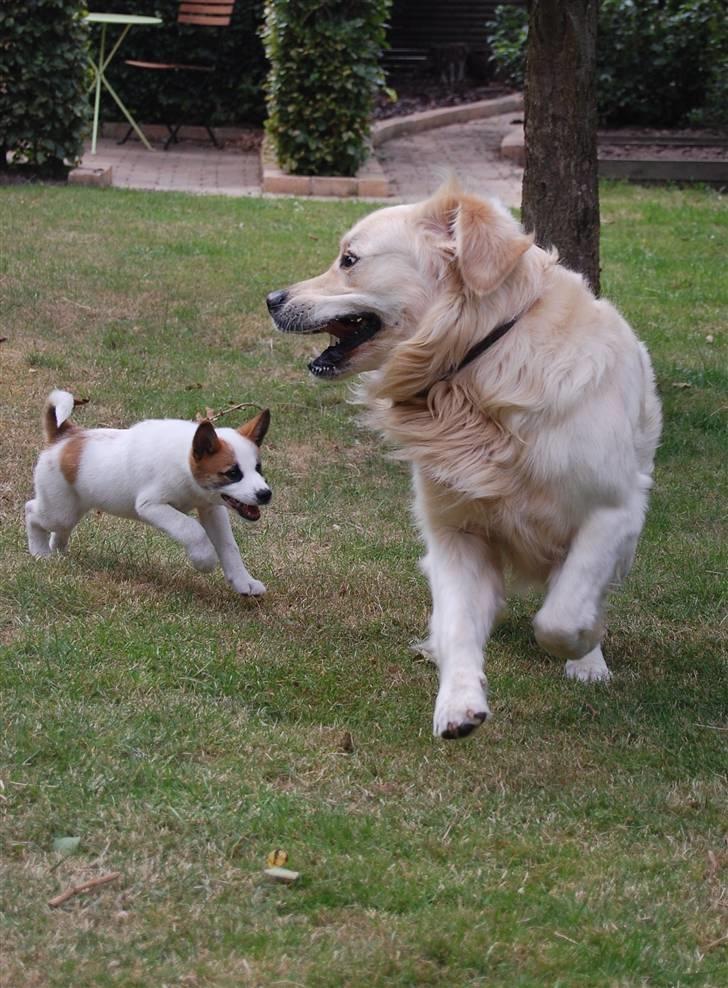 Den Gyldne kage & Ræve ungen - Jeg fanger dig din store gyldne kage *G* billede 1