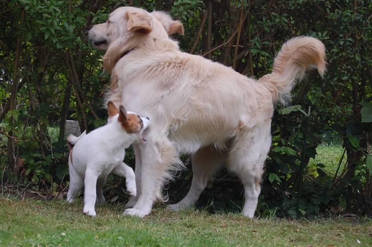 Den Gyldne kage & Ræve ungen - HAPS!! billede 6