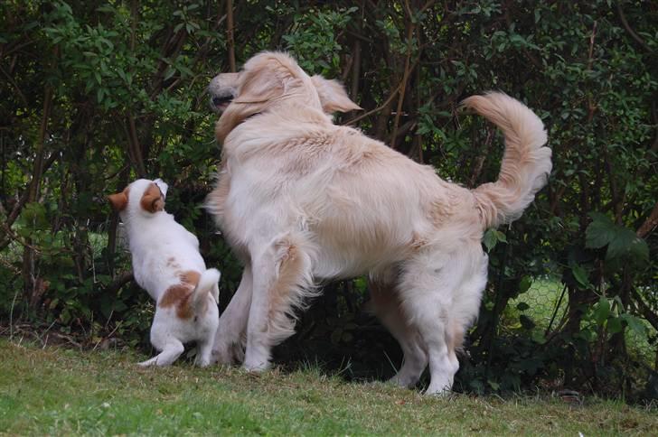 Den Gyldne kage & Ræve ungen - HAPS!! billede 8