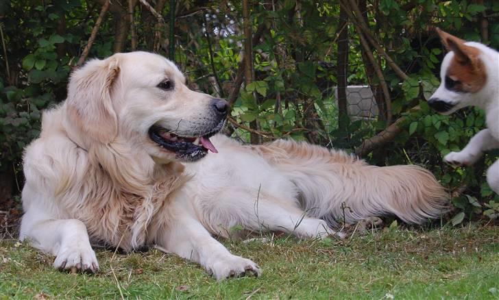 Den Gyldne kage & Ræve ungen - Pause.. eller hvem er den lille ræv der kommer farende ude i siden! billede 10