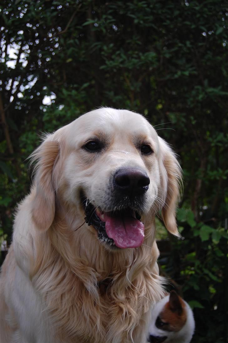 Den Gyldne kage & Ræve ungen - Det der rolige blik ! billede 15