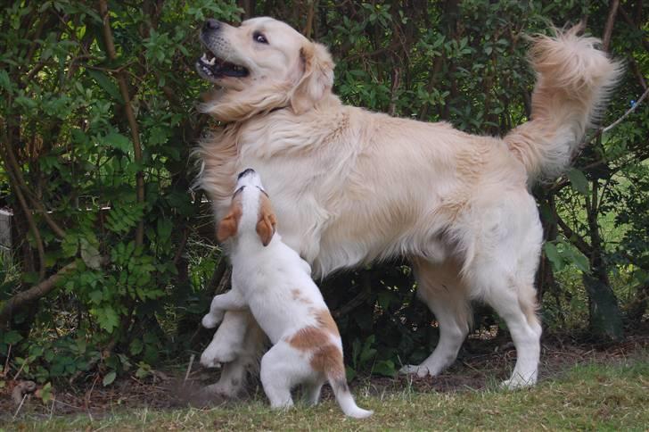 Den Gyldne kage & Ræve ungen - Nu tar jeg øjnene .. haha, billede 27