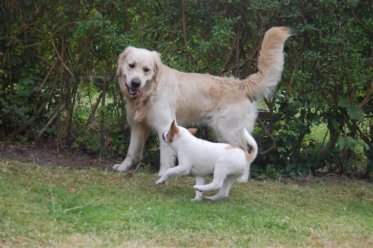 Den Gyldne kage & Ræve ungen - Årh så slap dog af ræve unge .. billede 42