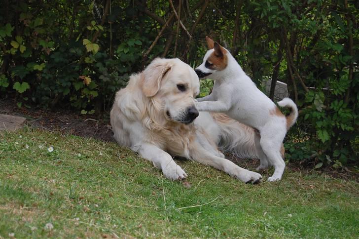 Den Gyldne kage & Ræve ungen - Hmm, den lugter godt, mun den smager godt??? billede 43