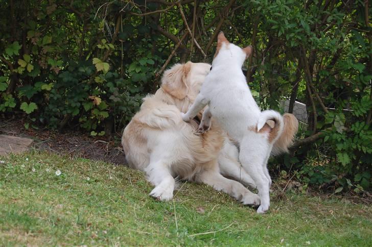 Den Gyldne kage & Ræve ungen - YESSIR, det gjorde den sørme.. billede 44