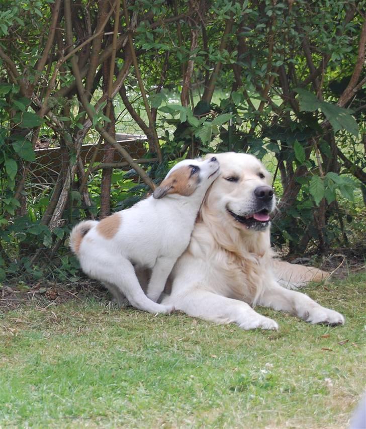 Den Gyldne kage & Ræve ungen - Kan du måske lave denne øvelse var, ja det er godt at være en smidig ræveunge .. billede 45