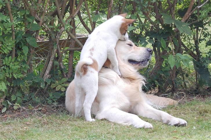 Den Gyldne kage & Ræve ungen - Ok, du får et kys... billede 46