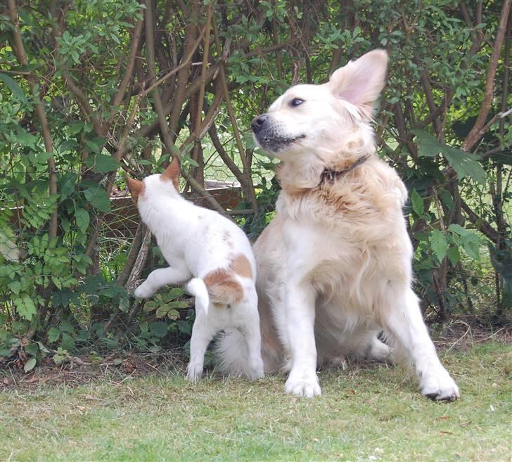 Den Gyldne kage & Ræve ungen - BVADR, ræven kyssede miig :o billede 47