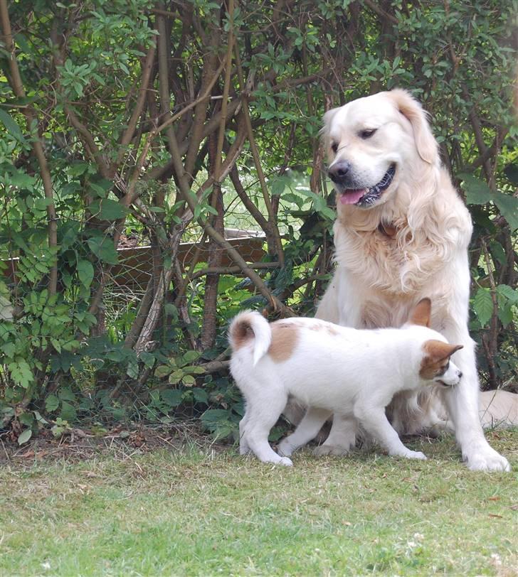 Den Gyldne kage & Ræve ungen - *suk* billede 48