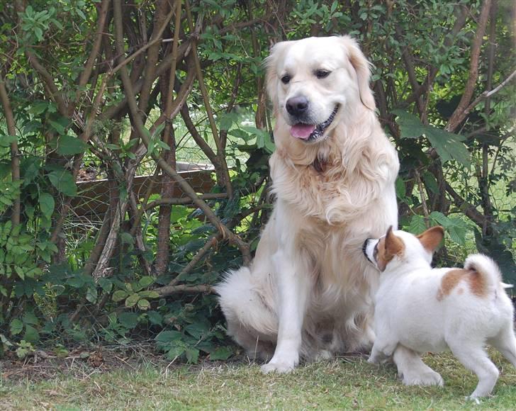 Den Gyldne kage & Ræve ungen - 1 ´ 2 ´ 3 ... billede 49