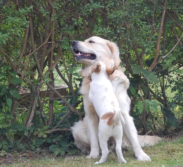 Den Gyldne kage & Ræve ungen - Ejj lad mig dog bare lige sidde lidt..
 - hvad snakker du om gyldne kager skal spises.. billede 51