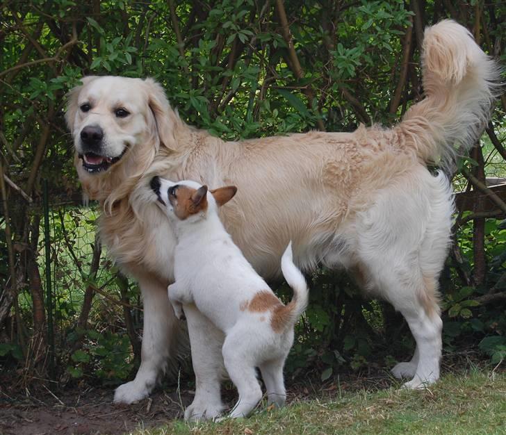 Den Gyldne kage & Ræve ungen - HAPS! billede 52