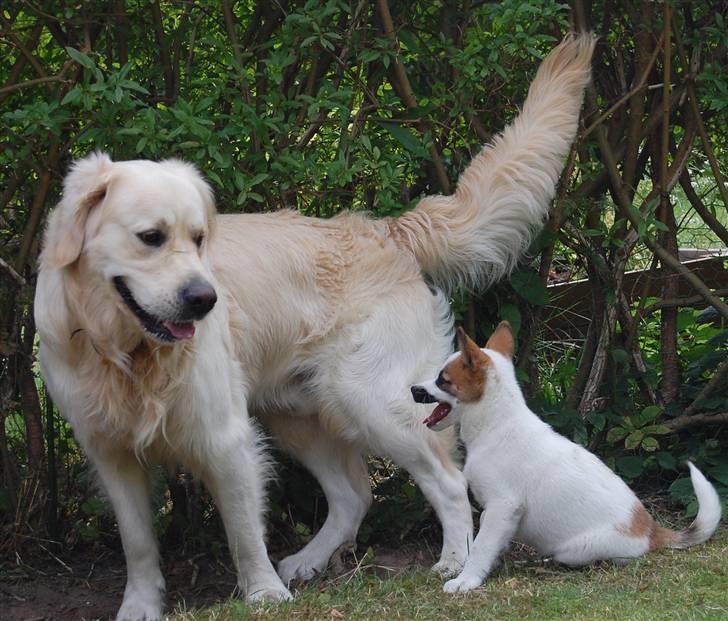 Den Gyldne kage & Ræve ungen - Fuck hvor er du nedern, . billede 53