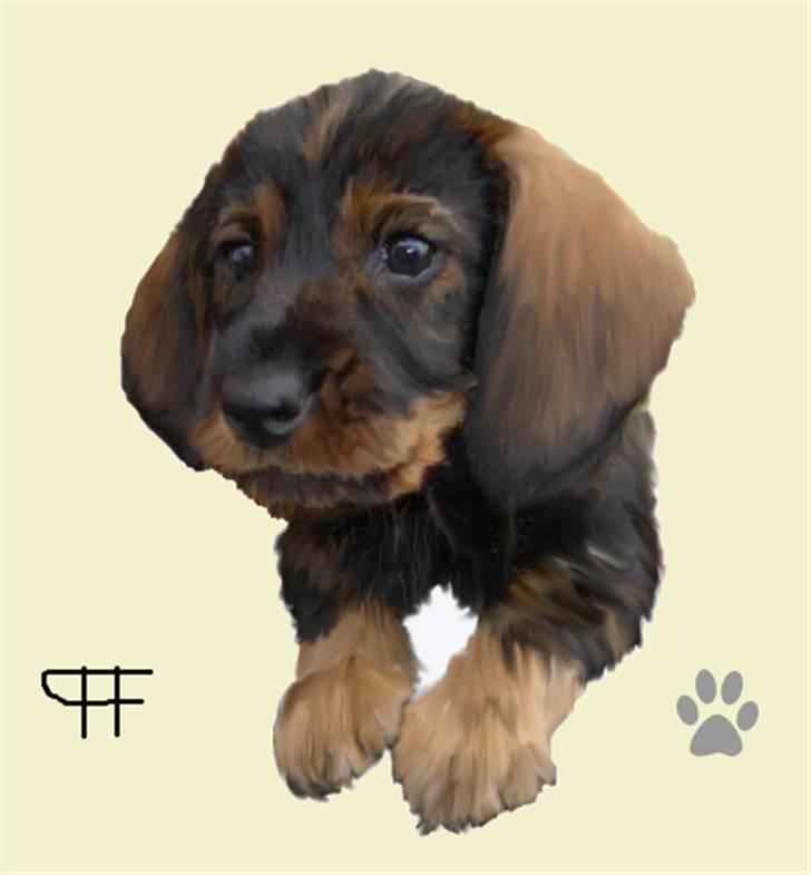 Tegninger af andres hunde - Gravhund Kiiki. billede 78