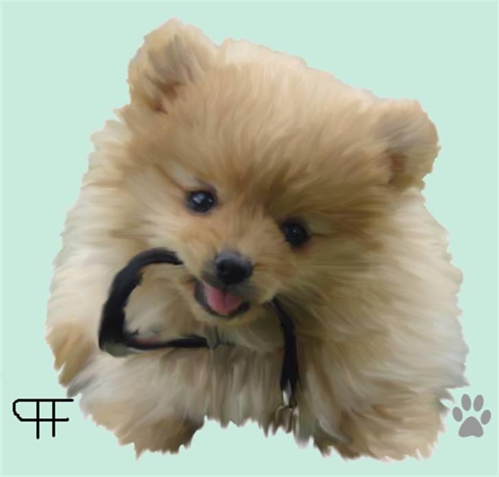 Tegninger af andres hunde - Pomeranian Naya. billede 79