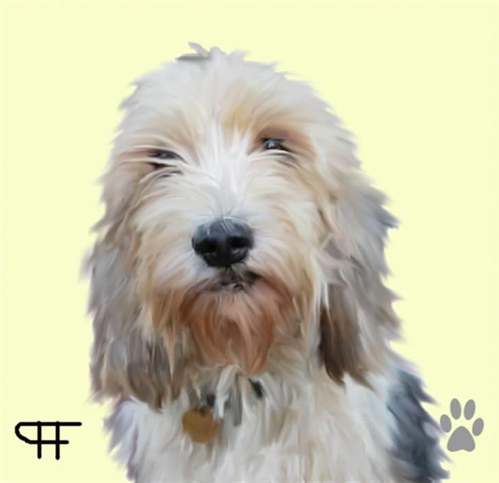 Tegninger af andres hunde - Petit basset griffon wendéen Sipa. billede 81