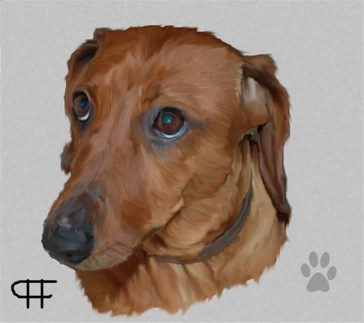 Tegninger af andres hunde - Z  Gravhund Ami . billede 82