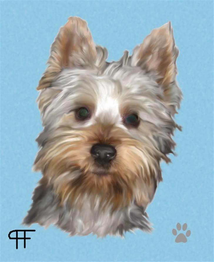 Tegninger af andres hunde - Australian silky terrier Anton. billede 83