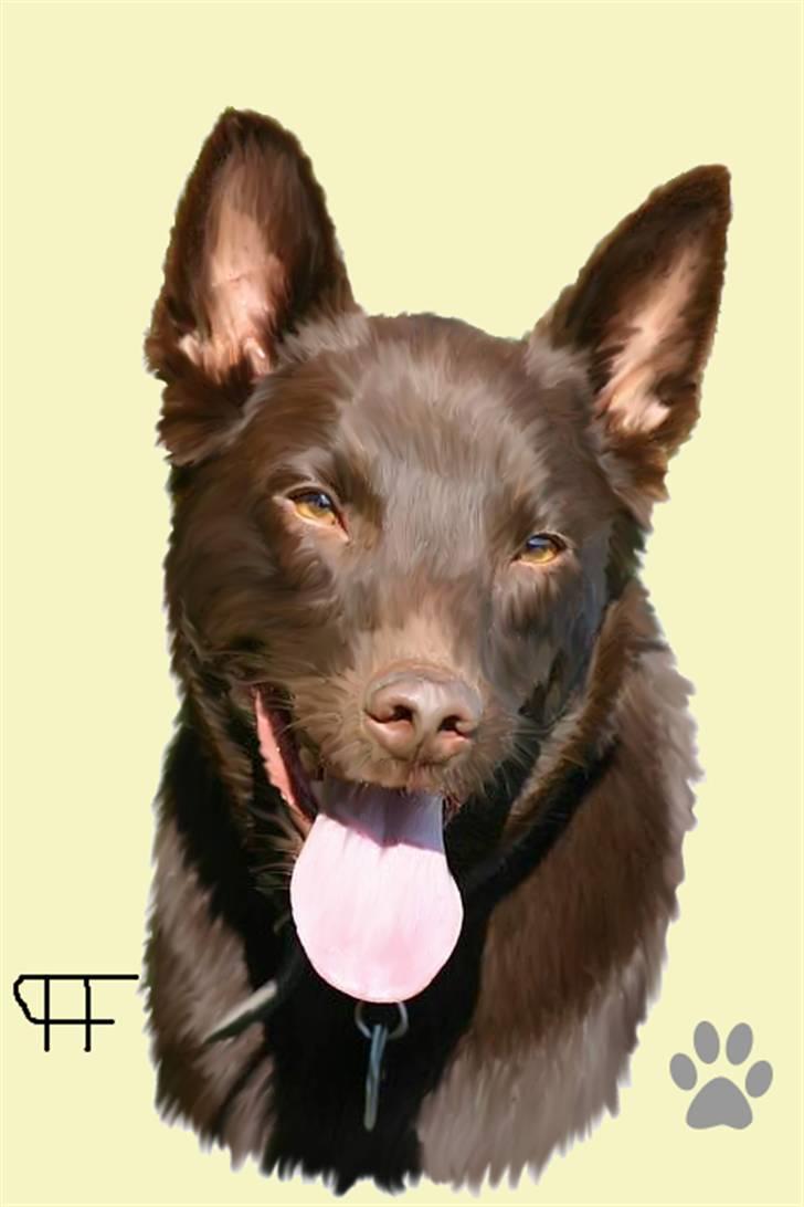 Tegninger af andres hunde - Australsk kelpie Andy (Born To Work) Andy. billede 84