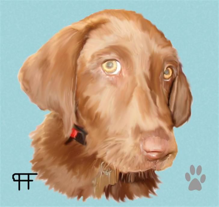 Tegninger af andres hunde - Blanding af racer Cocio. billede 85