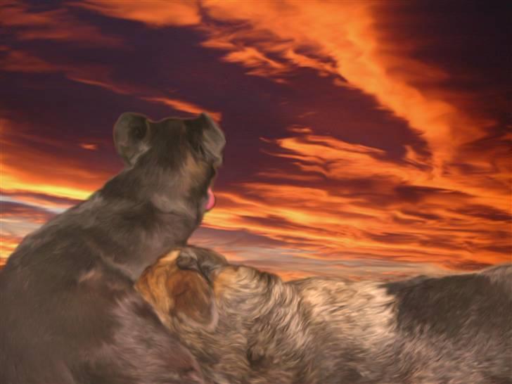 Tegninger og redigerede billeder af egne hunde billede 4