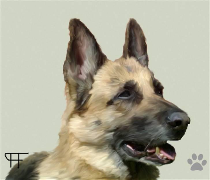 Tegninger af andres hunde - Schæferhund Nathja. billede 88