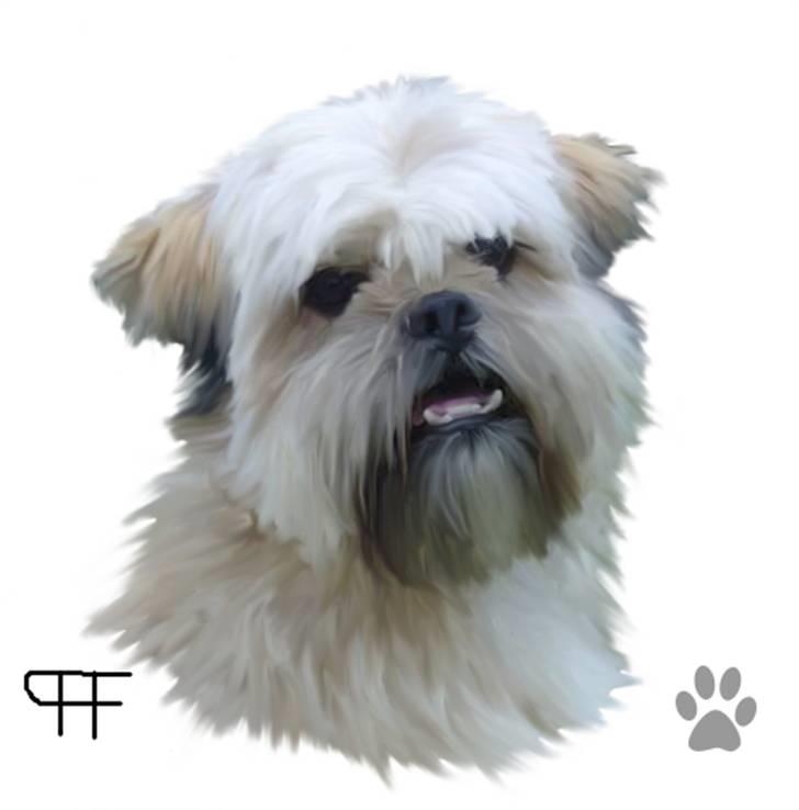 Tegninger af andres hunde - Lhasa apso Endy. billede 89