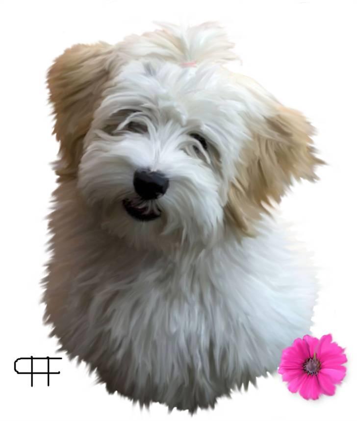 Tegninger af andres hunde - Bichon havanais Miki Nanoq Smilla. billede 90